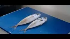 চালান অন্যায় মেয়ে ডাব ও মোম