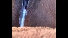 Oynat Abanoz ağacı kedicik