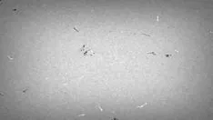 Play Crop.9f112e33-40eb-44e6-8766-05a8cc91779b.mov