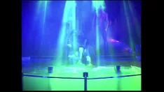 Riproduci Sesso nella piscina del night club